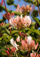 pink and white flowers