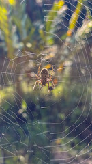Spider at the center of a flawed orb web, holding prey. Backlight illumination with blurred forest background and bokeh effect.