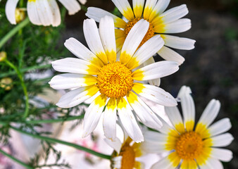 Obraz premium big yellow daisies