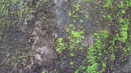 Damaging Effects of Moss on Building Wall. Moss Retains Moisture, Promotes Wall Decay, Cracking,...