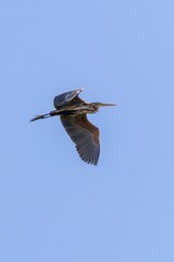 Close-up vertical shot of a Purple Heron (Ardea purpurea) flying against a soft blue sky in Arrocampo Bird Park, Extremadura, Spain. Graceful and vivid.