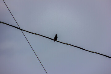 bird on a wire with cloudy grey sky