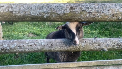 Curious Sheep Close-Up