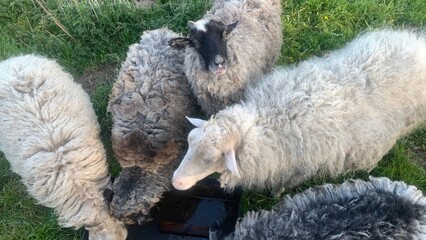 Sheep Drinking at Trough