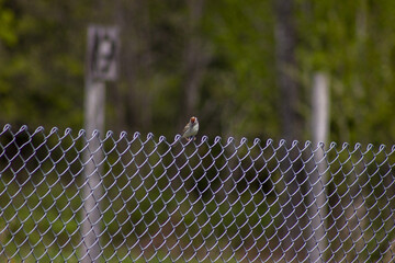 bird on fence