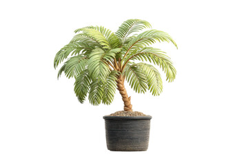 Obraz premium PNG Potted indoor palm tree with vibrant green foliage