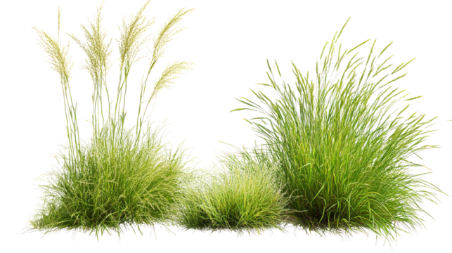 Whispering meadow grasses dancing freely in the gentle breeze embracing nature s tranquil on transparent background