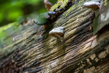 old wood with mushroom