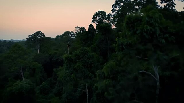 Amazon Rainforest Canopy at Dusk - Lush Green Wilderness