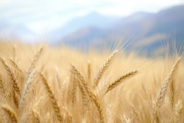 Fototapeta premium Golden Wheat Field: A Bountiful Harvest