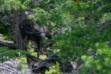moose walking in the pine forest 