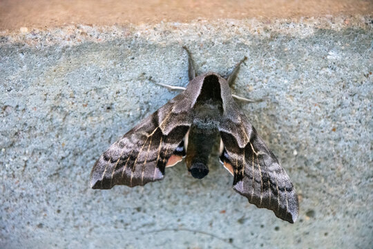 one-eyed sphinx moth clinging to a concrete step