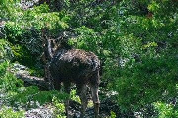 moose passing by in the forest 