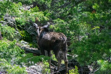 moose passing by in the forest 
