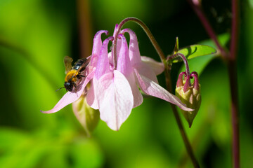 Naklejka premium A bee collects dew drops on the petals of a common columbine.