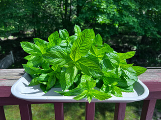 fresh mint leaves