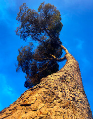 A lone pine tree with an asymmetrically curved crown against the sky. Low angle. Wide-angle lens....