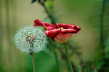 Withered and in full bloom, still life dandelion and tulip