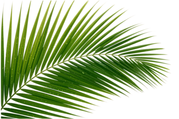 Single palm frond with dew drops isolated on transparent background