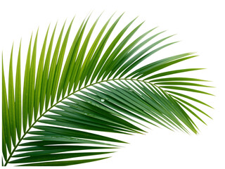 Fototapeta premium Lush green palm frond with water droplets isolated on transparent background