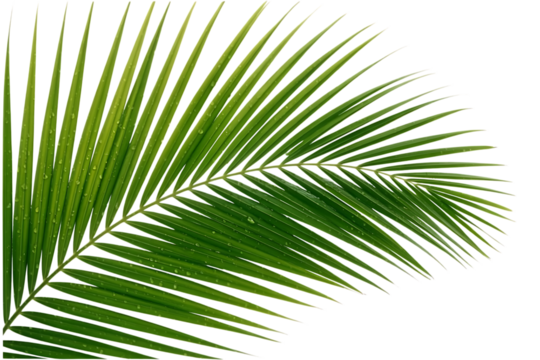 Single palm frond with dew drops isolated on transparent background