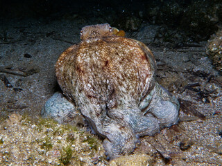 Mediterranean octopus at night