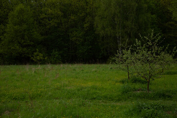 Two small apple trees on green grass on the spring forest background. natural lighting, untouched colors in evening sunny time