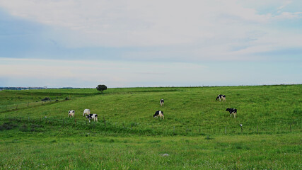 Vacas lecheras pastando en un campo verde al amanecer