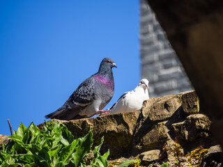 Lovely pair of Pigeons Perched on a Stone Wall