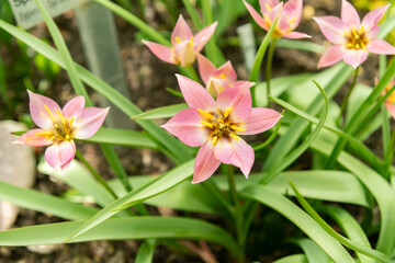 Fototapeta premium Tulipa Humilis plant in Saint Gallen in Switzerland 4.4.25