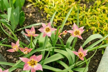 Fototapeta premium Tulipa Humilis plant in Saint Gallen in Switzerland 4.4.25
