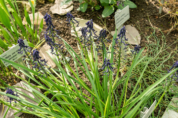 Bellevalia Atroviolacea plant in Saint Gallen in Switzerland 4.4.25