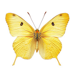 Fototapeta premium apricot Sulphur butterfly, An apricot Sulphur butterfly with bright yellow wings perched , isolated on transparent background