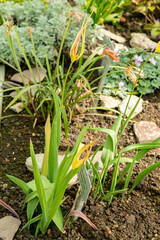 Tulipa Acuminata in Saint Gallen in Switzerland 4.4.25