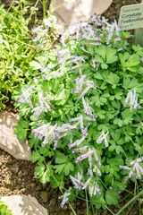 Fumewort or Corydalis Solida plant in Saint Gallen in Switzerland 4.4.25