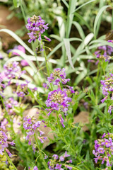 Hesperis Bicuspidata plant in Saint Gallen in Switzerland 4.4.25