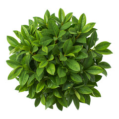 Fototapeta premium Lush green bush top view isolated on a white background