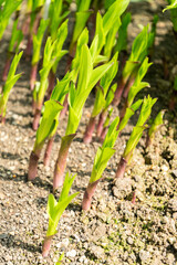 Epipac Veratrif X Gigant plant in Saint Gallen in Switzerland 4.4.25
