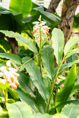 Obraz premium Shell ginger or Alpinia Zerumbet plant in Saint Gallen in Switzerland 4.4.25