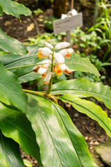 Shell ginger or Alpinia Zerumbet plant in Saint Gallen in Switzerland 4.4.25