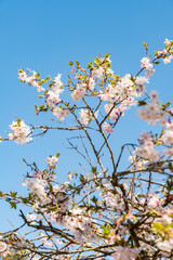 Rosebud cherry or Cornus Subhirtella Autumnalis plant in Saint Gallen in Switzerland 4.4.25