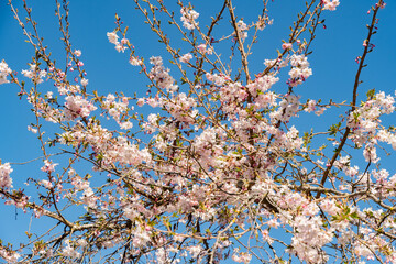 Rosebud cherry or Cornus Subhirtella Autumnalis plant in Saint Gallen in Switzerland 4.4.25