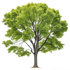 Obraz premium A tree with green leaves on it isolated on transparent background