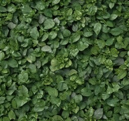 Realistic green leaves, various shapes and sizes,  botany,  green,  summer