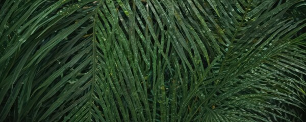 Deep emerald palm leaf surface, showing intricate cellular structure ,  nature,  design