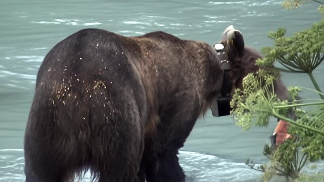 2009 archival of wild Grizzly with GPS collars to track Their movements, eating salmon in the Chilkoot River near Haines, Alaska, United States. ARCHIVAL FOOTAGE