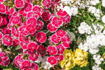 赤と白のナデシコ花クローズアップ