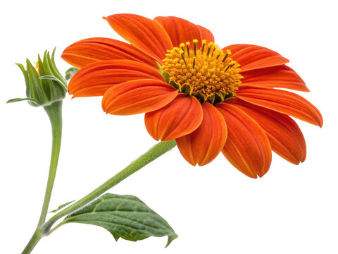 Orange flower with green stem isolated on transparent background