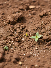 Saline Soil: Characterized by high salt content, saline soil is typically found in arid regions, posing challenges for most plants without appropriate treatment.