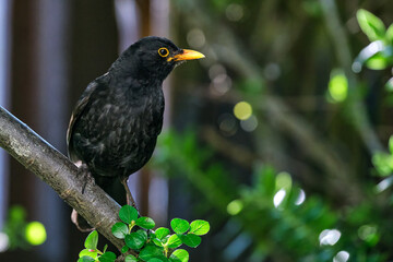 Blackbird in a Tree
